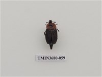 藏品(埋葬蟲)的圖片